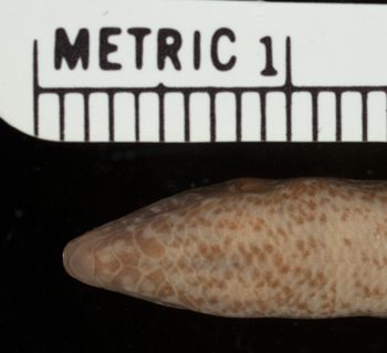Media type: image;   Herpetology R-76551
